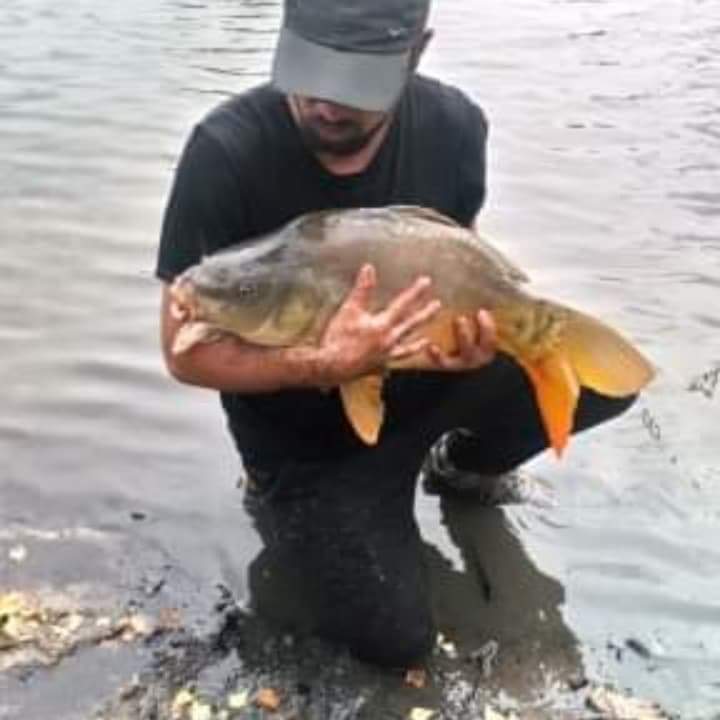 Profil von Sedik